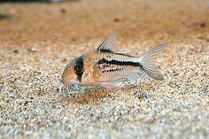 Corydoras axelrodi var. A