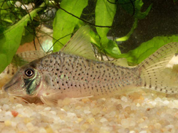 Corydoras cf sychri C53