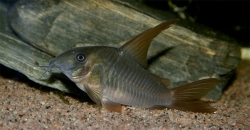 Corydoras concolor