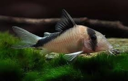 Corydoras davidsandsi 