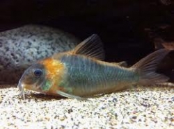 Corydoras egues