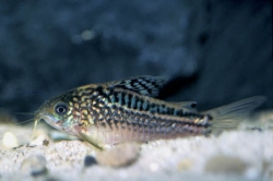 Corydoras elegans