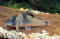 Corydoras ellisae