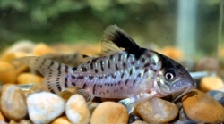 Corydoras leucomelas