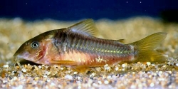 Corydoras melanotaenia