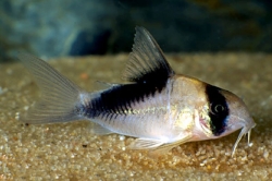 Corydoras melini