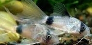 Corydoras panda l. f.