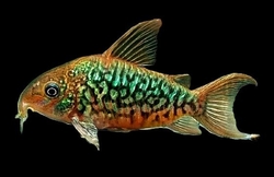 Corydoras pantanalensis WF