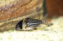 Corydoras schwartzi