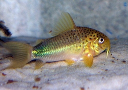 Corydoras similis