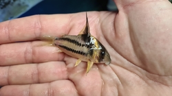 Corydoras ornatus "CW 127" NEW Wild 