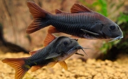 Corydoras sp. black venezuela