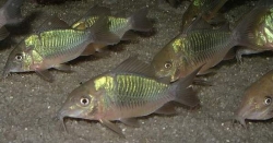 Brochis/Corydoras splendens