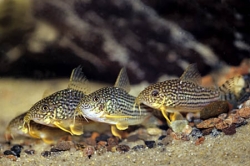 Corydoras sterbai  