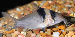 Corydoras virginae