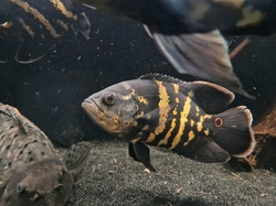 Astronotus cf. crassipinnis "Bumble Bee" Wild XL