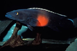 Crenicichla dandara XINGU III - Black Belem Wild  - TOP RARE!