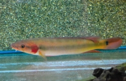 Crenicichla lugubris Wild