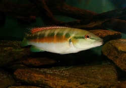 Crenicichla minuano Wild Paraguai XL Very rare