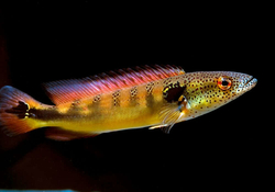 Crenicichla cf.lenticulata "Jacunda Manaus" Wild XL