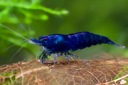 Neocaridina sp. Blue diamond