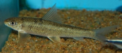 Crossocheilus latius
