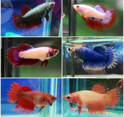 Betta splendens Crown tail - female mix 