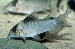 Corydoras crypticus