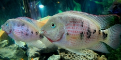 Cryptoheros panamensis EU breed 
