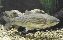 Ctenophanyngodon idella