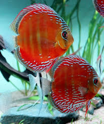 Symphysodon aequifasciatus axelrodi "High Red Royal Curipera(Cuipeua) Wild" XXL