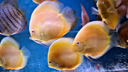 Symphysodon sp. Curipera(Cuipeua) Albino XL
