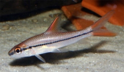 Cyclocheilichthys jantochir