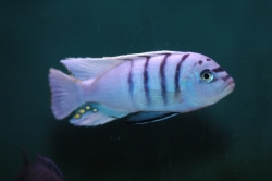 Cynotilapia afra white