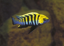 Cynotilapia afra yellow