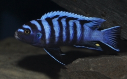 Cynotilapia afra