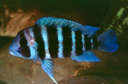 Cyphotilapia frontosa kigoma