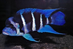 Cyphotilapia gibberosa blue Zaire Moba