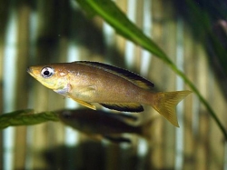 Cyprichromis lept. bulu point