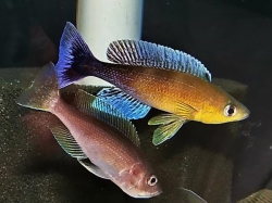 Cyprichromis lept. mvuna