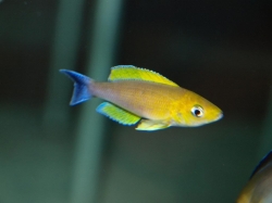 Cyprichromis leptosoma mbity