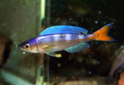 Cyprichromis leptosoma utinta