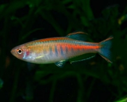 Danio choprae