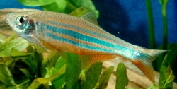 Danio Malabaricus/aequipinnatus  