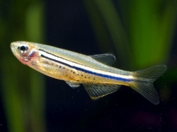 Danio nigrofasciatus  