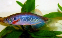 Danio dangila  