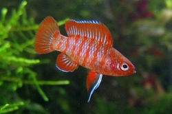 Dario dario "Red Scarlet Indian Badis"