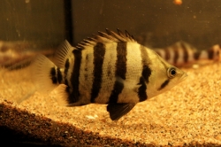 Datnioides polota/quadrifasciatus - Silver Tiger