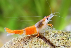 Neocaridina davidi orange rilli