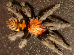 Davus pentaloris c.b.